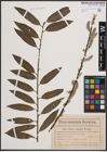 Foto von Salix cinerea L. x Salix viminalis L.